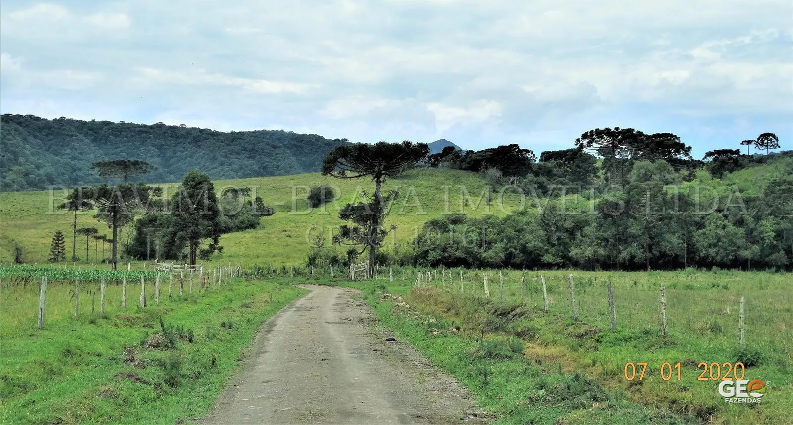 Estrada de terra em área rural com araucárias