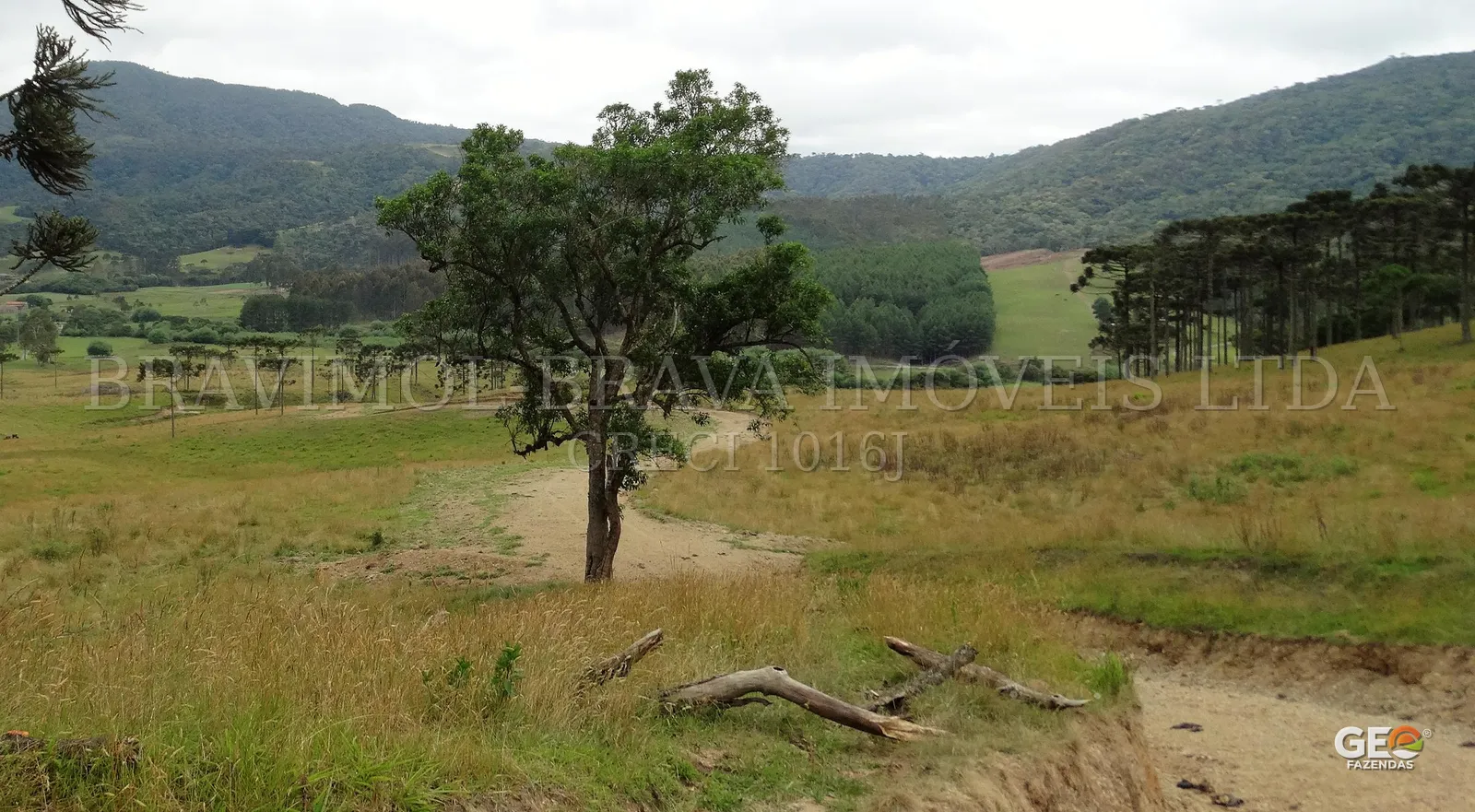 Área rural com árvore e montanhas ao fundo