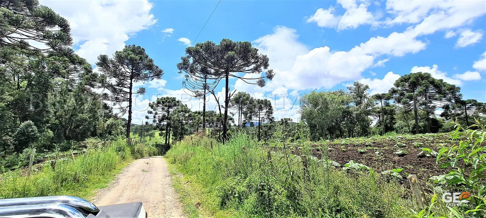Estrada rural com plantação e araucárias