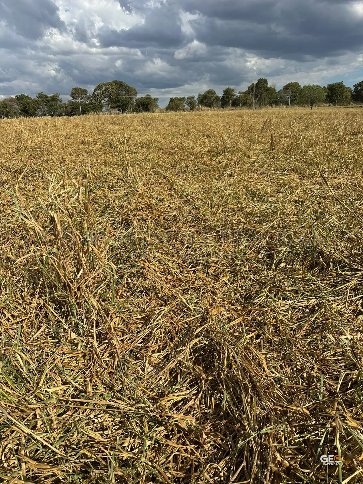 Terreno rural com vegetação seca e árvores ao fundo