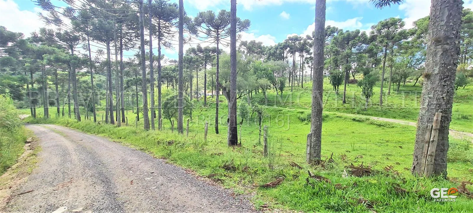 Estrada de terra em área rural com araucárias