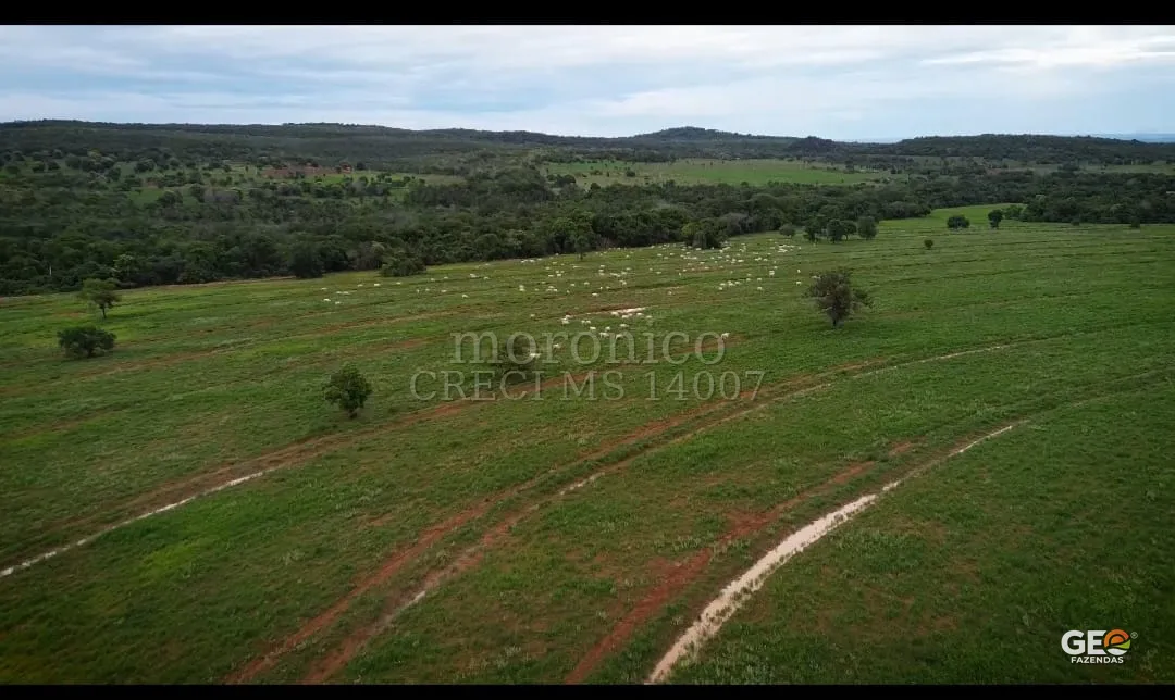 Área de pastagem com rebanho em fazenda
