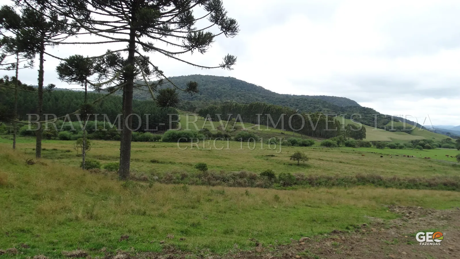 Área rural com pastagem e araucárias