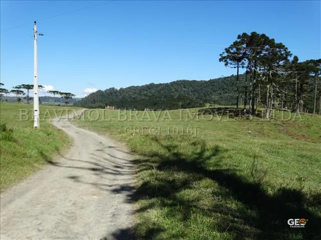Estrada de terra em área rural com árvores