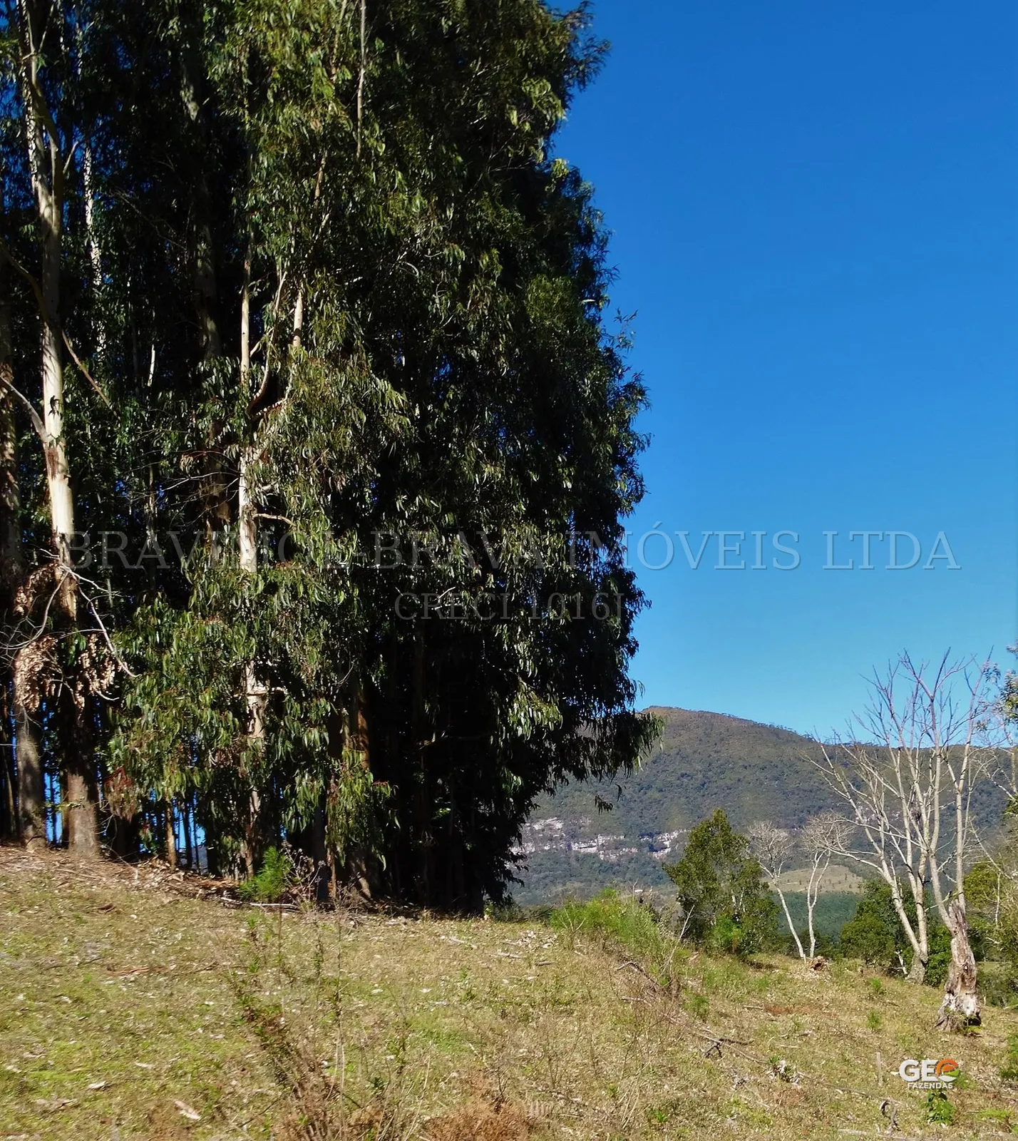 Área rural com árvores e morro ao fundo