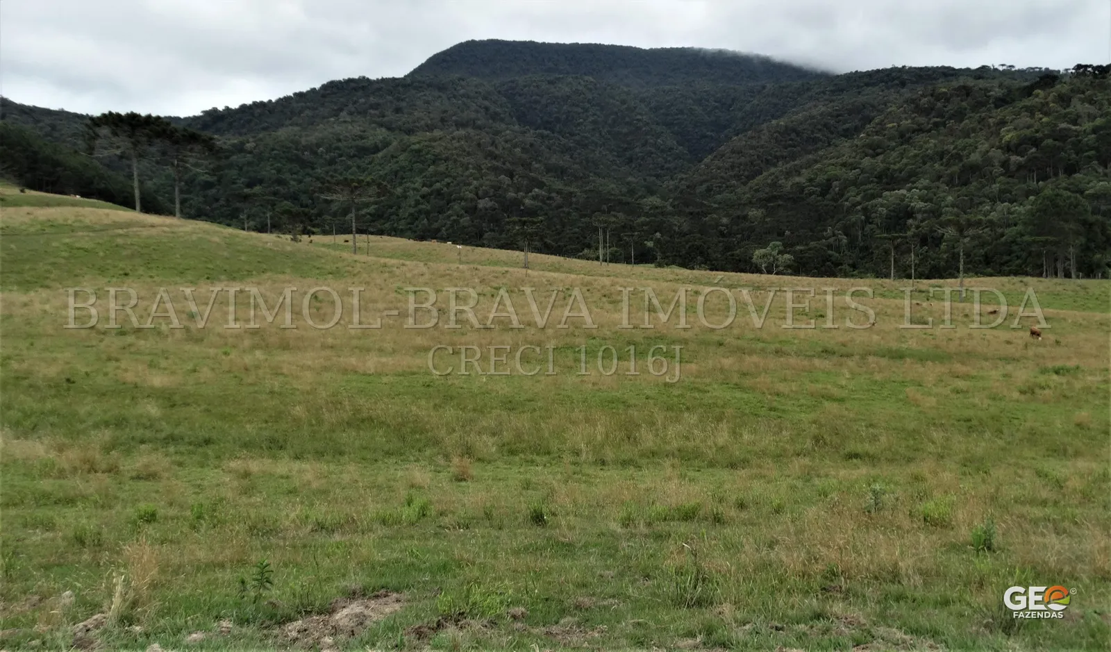 Área de pastagem com vegetação e montanhas ao fundo