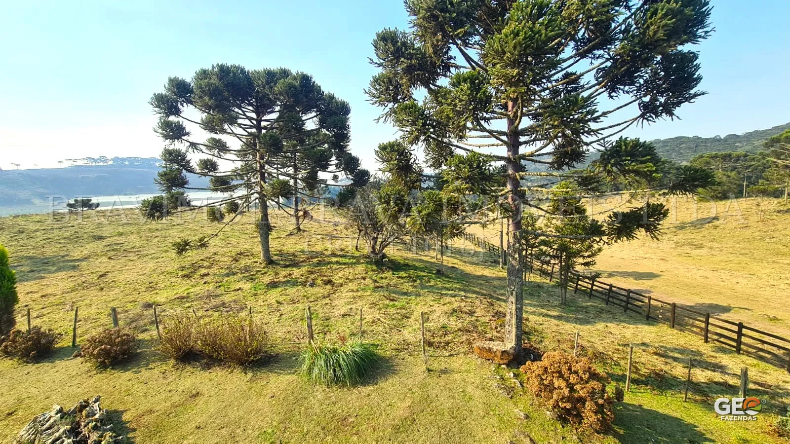 Área rural com araucárias e cercas de madeira