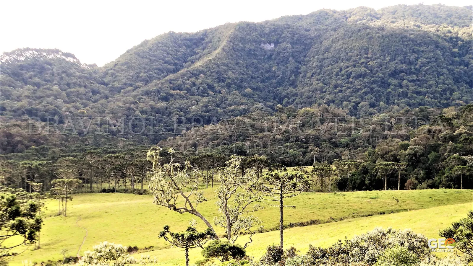 Área rural com pastagem e mata nativa