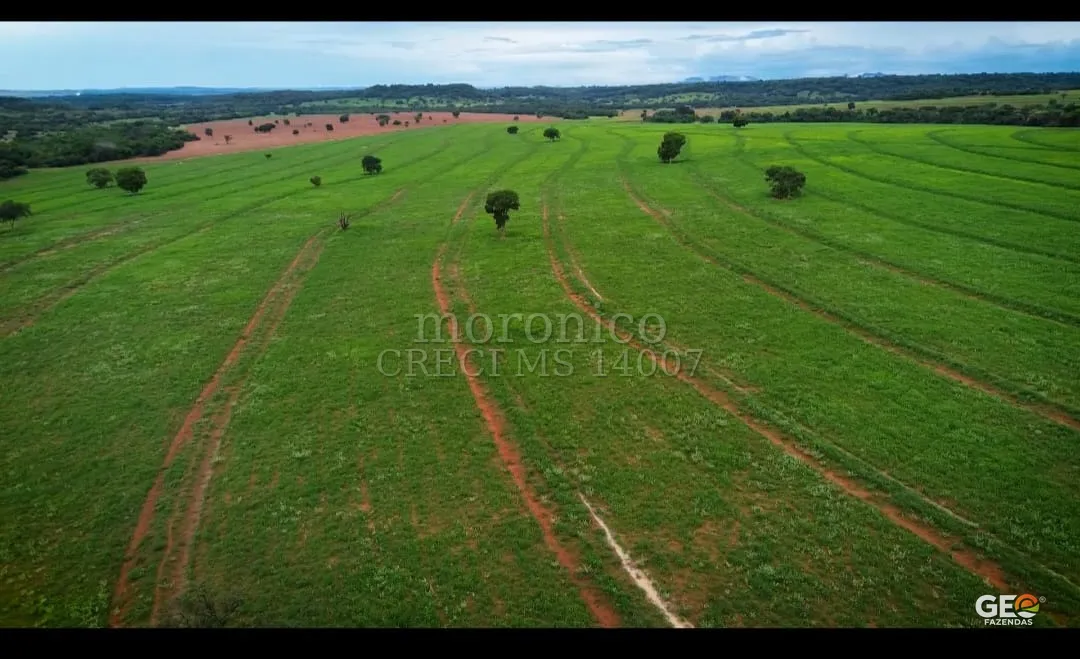 Área de pastagem verde com árvores dispersas
