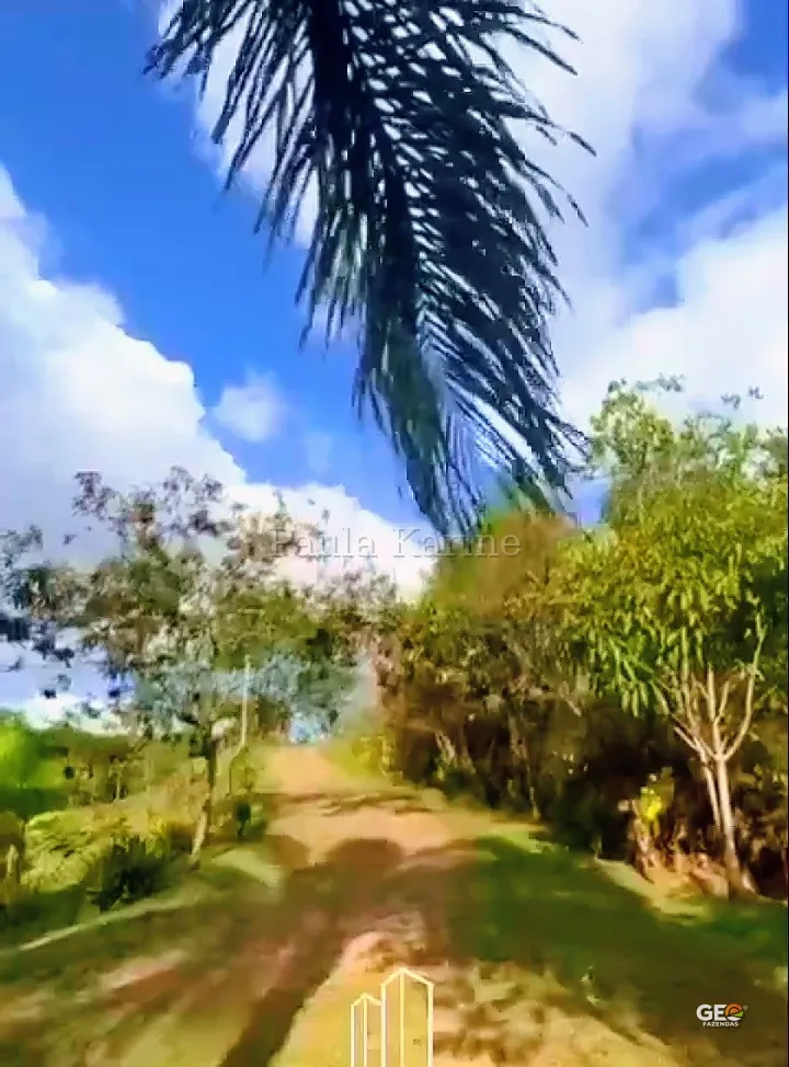 Caminho de terra em área rural com vegetação