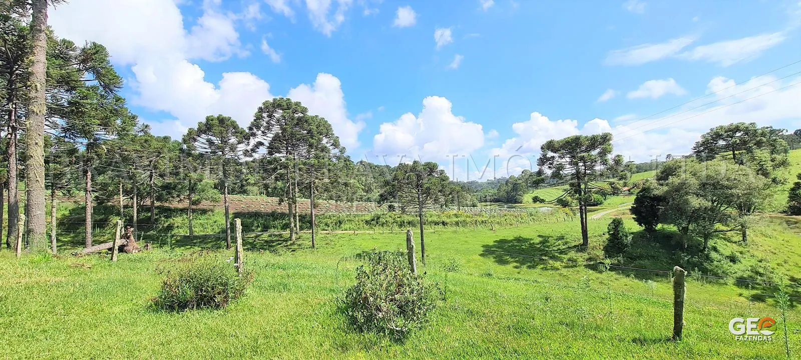 Área rural com araucárias e pastagem verde