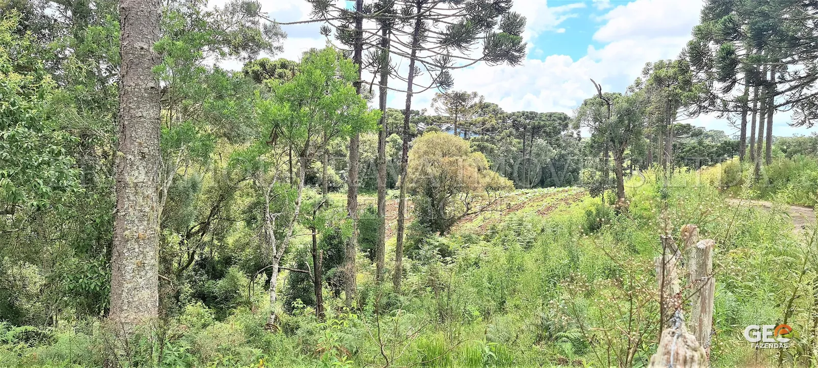 Área rural com vegetação e cultivo em Araucárias