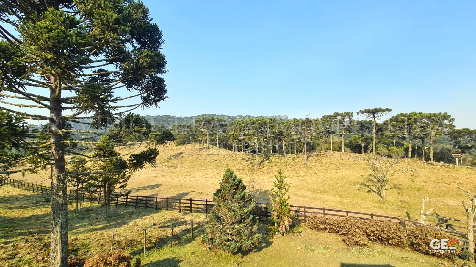 Área rural com araucárias e cercas de madeira