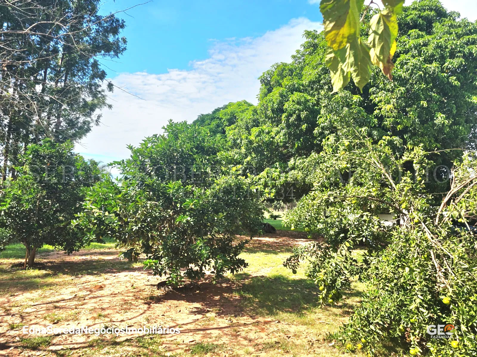 Área rural com árvores frutíferas e solo exposto