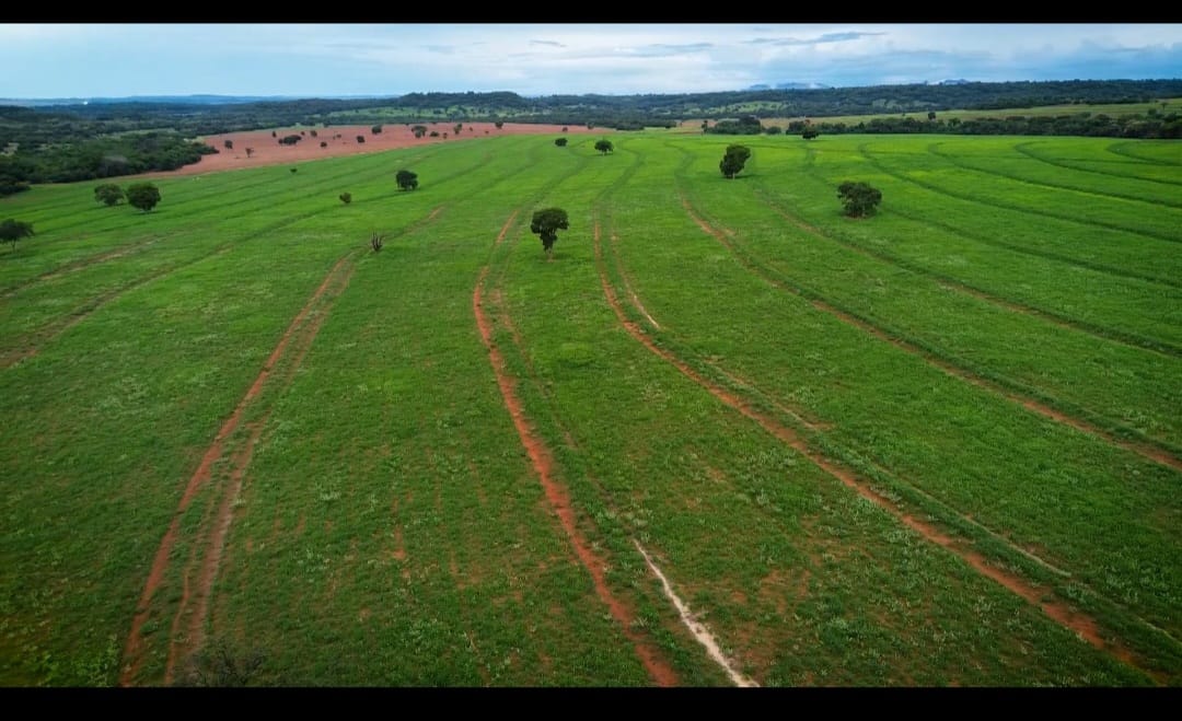 Área de pastagem verde com árvores dispersas
